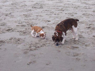 Mac & Diesel playing in the sand